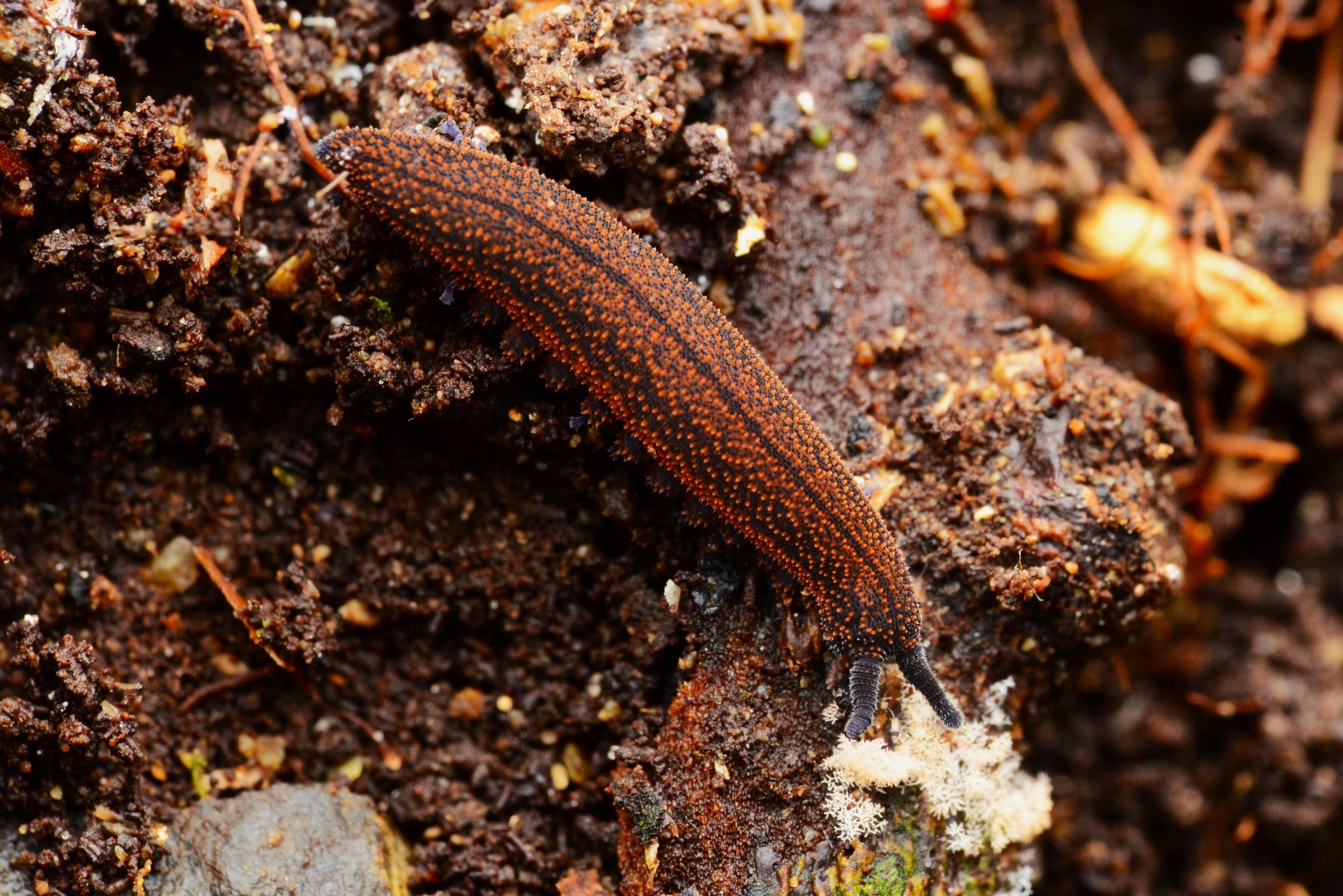 photograph of the new zealand velvet worm, a caterpillar-like bug with a velvety, black and orange-speckled body